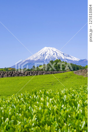 静岡県富士市今宮の茶畑 静岡県富士市今宮の茶畑 125818864