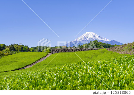 静岡県富士市今宮の茶畑 静岡県富士市今宮の茶畑 125818866