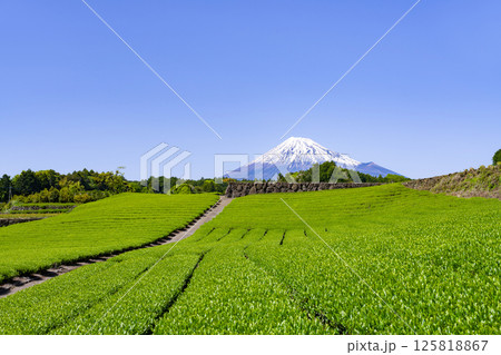 静岡県富士市今宮の茶畑 静岡県富士市今宮の茶畑 125818867