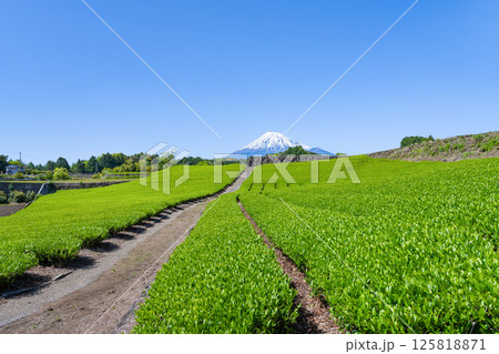 静岡県富士市今宮の茶畑 125818871