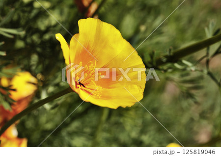 Flower of California golden poppy  in bloom 125819046
