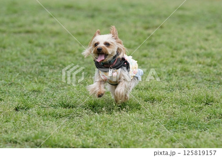 ドッグランで遊ぶヨーキー 125819157