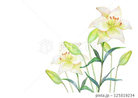 水彩イラスト　白百合の花畑 125819234