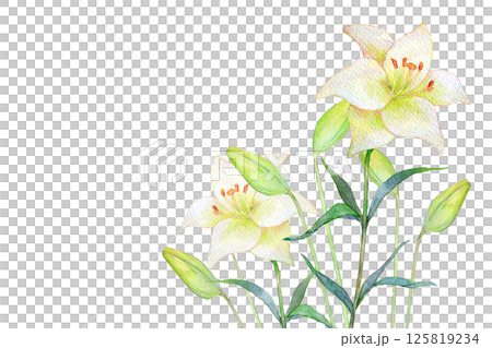 Watercolor illustration: White lily flower field Watercolor illustration: White lily flower field 125819234