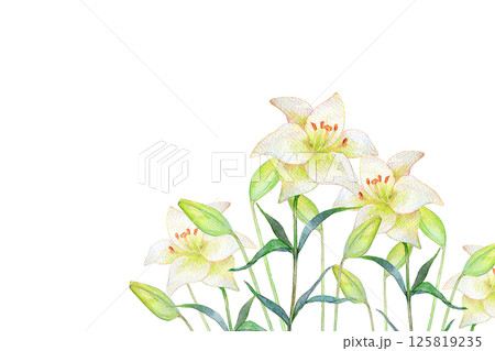水彩イラスト　白百合の花畑 125819235