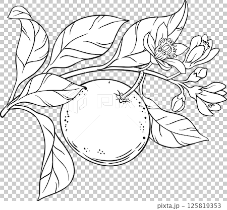 Grapefruit Branch  with Flowers, Fruits  and Leaves Outline Illustration. 125819353