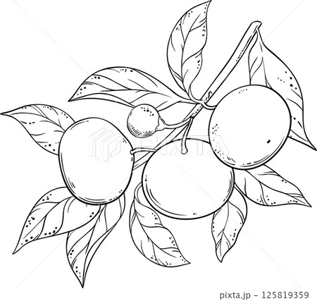 Tangerine Branch with Fruits and Leaves Outline Illustration. Organic natural nutritional healthy food ingredient, vegetarian diet product.  125819359