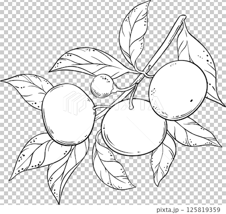 Tangerine Branch with Fruits and Leaves Outline Illustration. Organic natural nutritional healthy food ingredient, vegetarian diet product.  125819359
