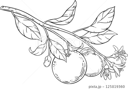 Orange Branch  Outline Illustration. 125819360