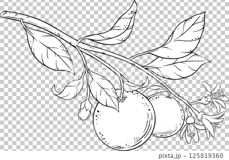 Orange Branch  Outline Illustration. 125819360