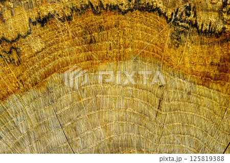 伐採された木の切り株の模様 125819388