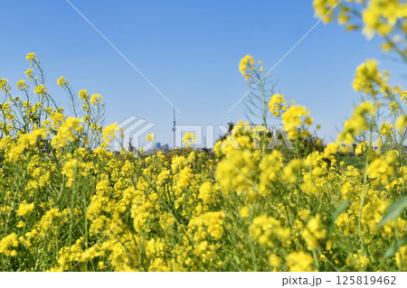 江戸川土手の菜の花 125819462