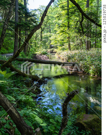 Gokusama wetlands and forest reflections in Kamikochi, Japan 125819738