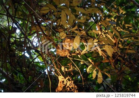 Spectral tarsier hidden in the forest at Tentena, Sulawesi, Indonesia Spectral tarsier hidden in the forest at Tentena, Sulawesi, Indonesia 125819744