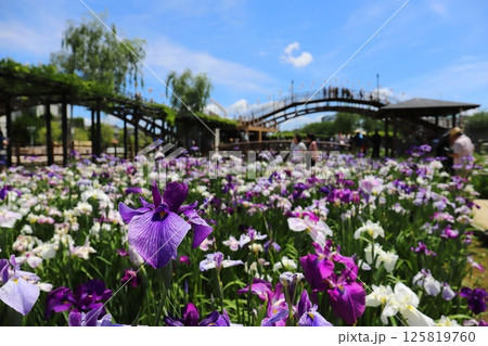 茨城　潮来　水郷潮来あやめ祭り 125819760