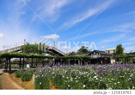 茨城 潮来 水郷潮来あやめ祭り 茨城 潮来 水郷潮来あやめ祭り 125819761