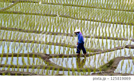 Farmer in traditional conical hat walking barefoot through flooded rice paddy field with young green rice plants arranged in precise rows across reflective surface of water and muddy paths 125819869