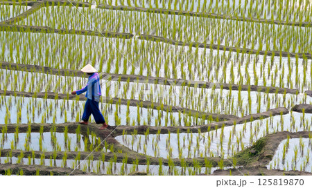 Asian farmer wearing conical hat walking along narrow muddy paths between rows of flooded rice plants in organized paddy field during cultivation season under overcast sky in rural farming environment Asian farmer wearing conical hat walking along narrow muddy paths between rows of flooded rice plants in organized paddy field during cultivation season under overcast sky in rural farming environment 125819870