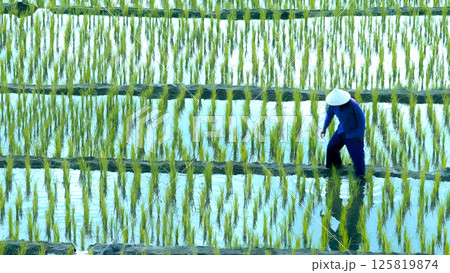 One farmer in traditional conical hat and deep blue attire standing in flooded rice paddy field with young green seedlings One farmer in traditional conical hat and deep blue attire standing in flooded rice paddy field with young green seedlings 125819874