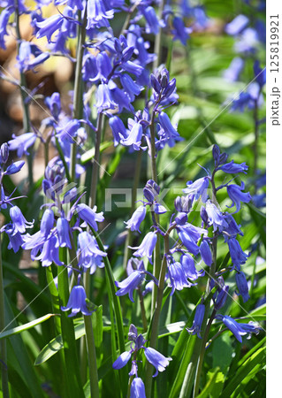 ツリガネズイセン（釣鐘水仙） 125819921