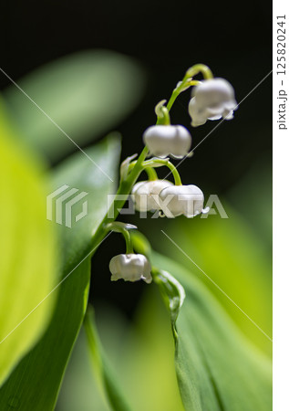 初夏に咲くすずらんの花 125820241