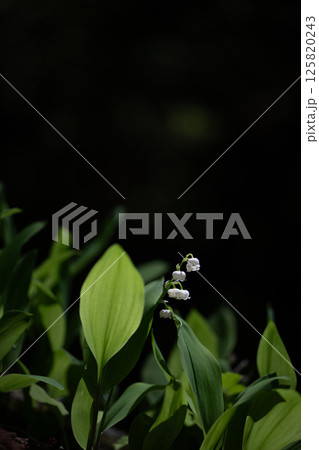 初夏に咲くすずらんの花 125820243