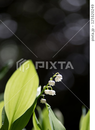 初夏に咲くすずらんの花 初夏に咲くすずらんの花 125820249