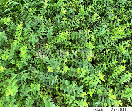 花壇に植えられた緑、ミチヤナギ、ネリネ、ヤブラン 125820313