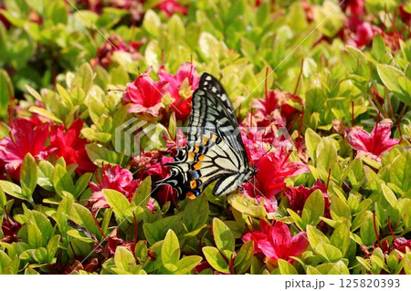 ツツジの花の蜜を吸うアゲハチョウ 125820393