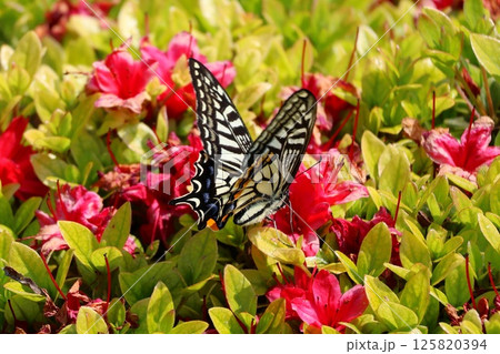 ツツジの花の蜜を吸うアゲハチョウ ツツジの花の蜜を吸うアゲハチョウ 125820394