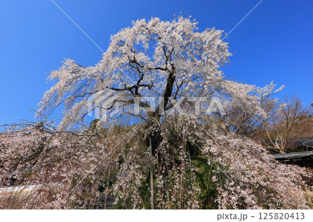 弾正糸桜（しだれ桜）4536 125820413