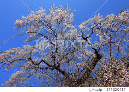 弾正糸桜（しだれ桜）4537 125820415