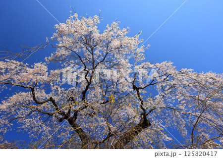弾正糸桜（しだれ桜）4541 125820417