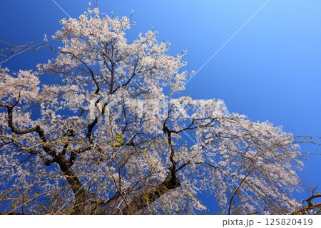 弾正糸桜（しだれ桜）4542 125820419