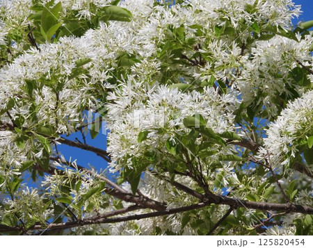 満開の「ナンジャモンジャ」の花 満開の「ナンジャモンジャ」の花 125820454