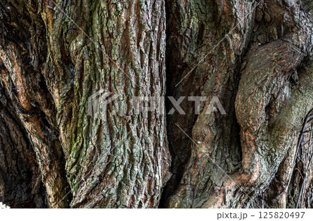 木肌の造形【背景素材】 木肌の造形【背景素材】 125820497