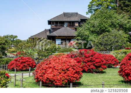 好文亭を背にツツジが鮮やかな春の偕楽園【水戸市】 125820508