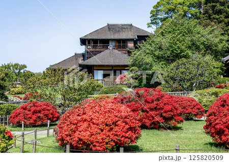 好文亭を背にツツジが鮮やかな春の偕楽園【水戸市】 125820509