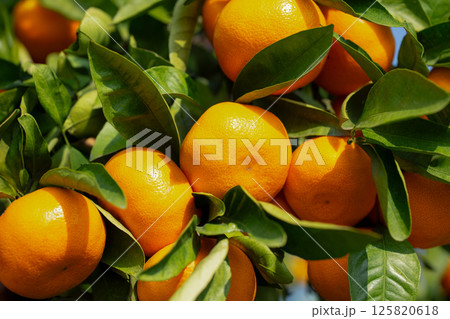 みかん園 125820618