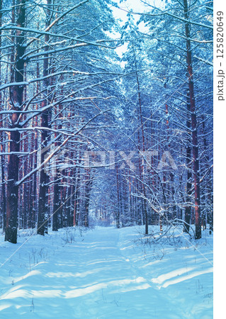 Pine forest covered with snow. Vertical image Pine forest covered with snow. Vertical image 125820649