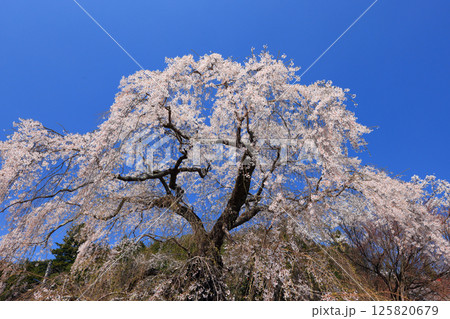 弾正糸桜（しだれ桜）9408 125820679