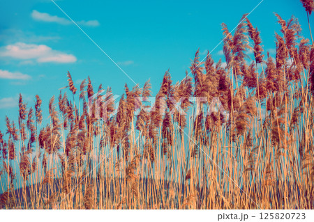 Nature background. Sedge on the lake. Rural landscape in spring Nature background. Sedge on the lake. Rural landscape in spring 125820723