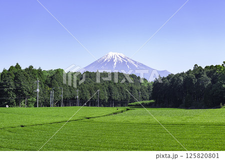 新緑の茶畑越しに見る富士山 125820801