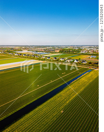 A top-down aerial view of a colorful flower field with neatly arranged rows, a curved rural road, a canal, and a highway with moving cars casting long morning shadows. Peaceful spring scene. 125820843