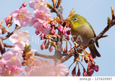 河津桜とメジロ 125820987