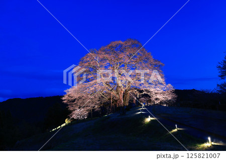 醍醐桜8943 醍醐桜8943 125821007
