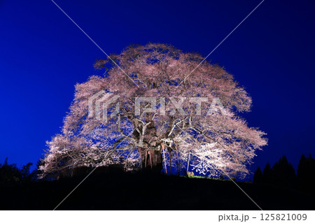 醍醐桜8971 125821009