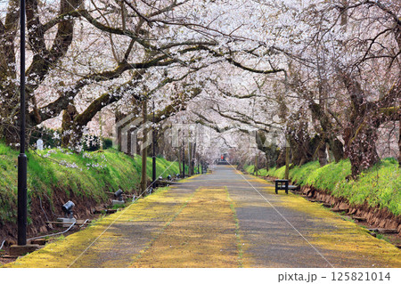 徳佐のしだれ桜90 01 125821014