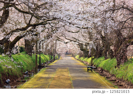 徳佐のしだれ桜9005  125821015