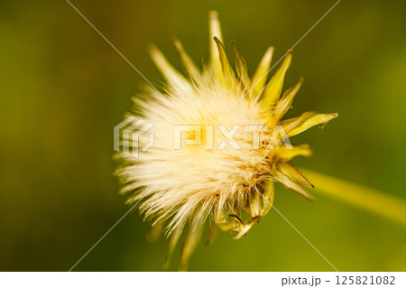春の野原に咲くタンポポの冠毛 125821082